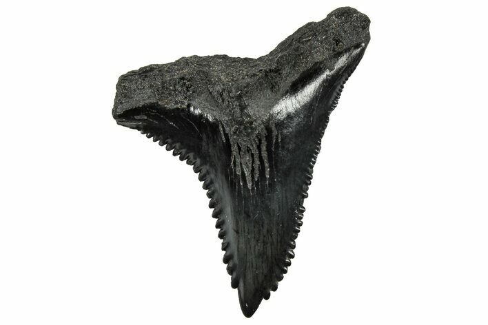 Huge Snaggletooth Shark (Hemipristis) Tooth - South Carolina #325182